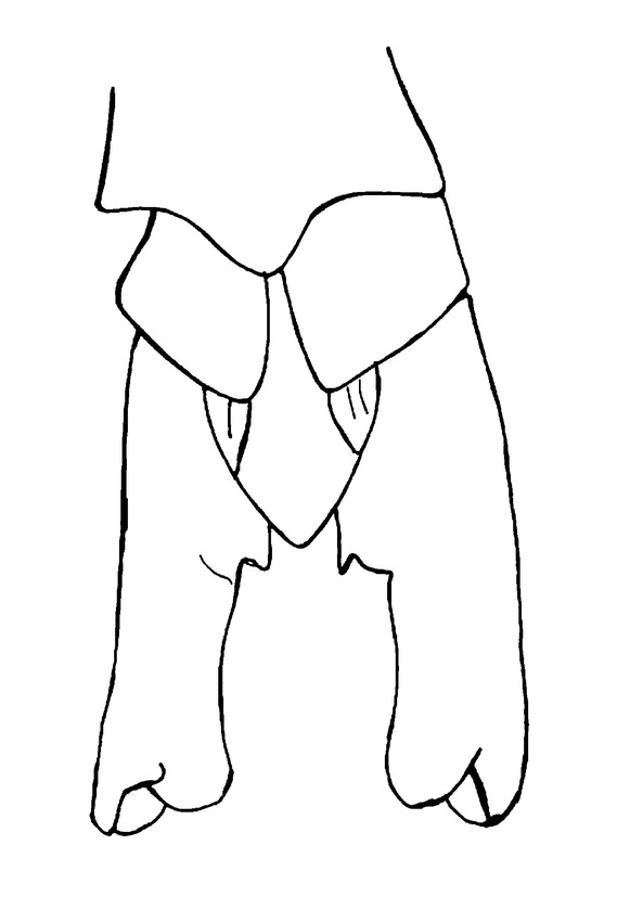 Phlugidia africana Kevan, 1993: Fig. 4 (from Kevan & Jin 1993). male abdomen tip, dorsal view. (Otu).