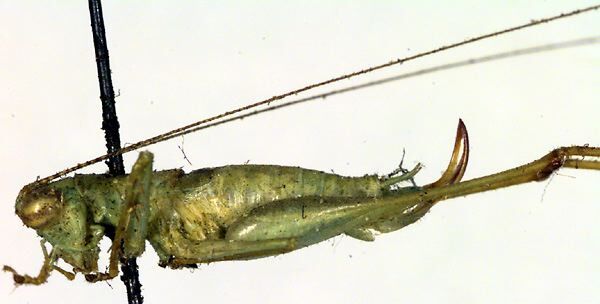 CollectionObject 1500667; b8b0ceef-cb89-49b5-83c1-cb9d8c50969c, DORSA BTphldahHTF: female, lateral view (holotype). (CollectionObject).