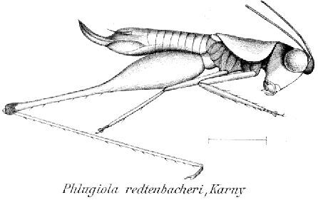 Phlugiola redtenbacheri Karny, 1907: female habitus. (Otu).