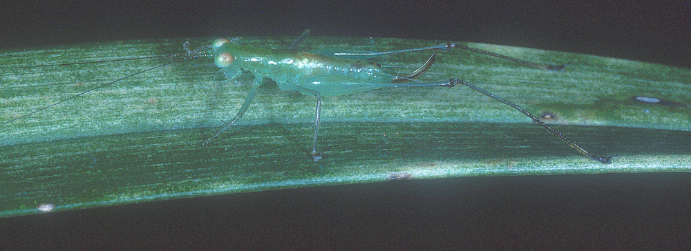 Lucienola pitti (Rentz, 2001): (Otu).