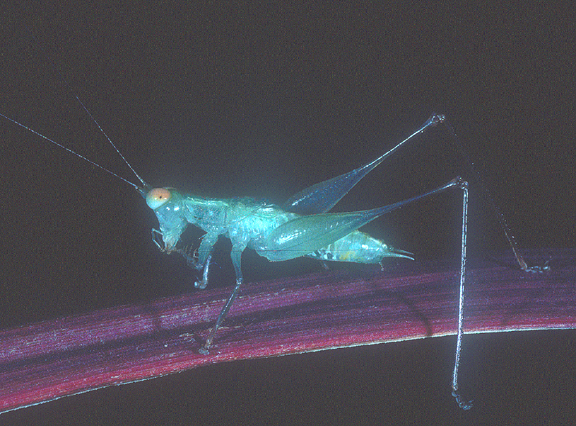 Lucienola tiwiwarrina (Rentz, 2001): male. (Otu).