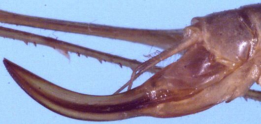 Lucienola brittoni (Jin, 1993): female ovipositor (paratype). (Otu).
