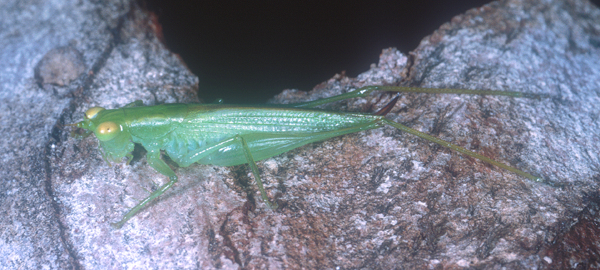 Austrophlugis debaari Rentz, 2001: (Otu).