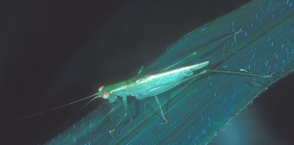 Austrophlugis malidupa Rentz, 2001: (Otu).