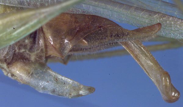 Austrophlugis orumbera Rentz, 2001: male cerci (paratype). (Otu).