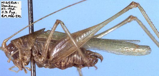 CollectionObject 1516944; 85606b89-3b2d-42d9-990c-56eafbe44b49: male, lateral view (holotype). (CollectionObject).