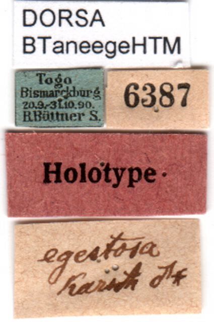 CollectionObject 1500352; 776b169c-f7bc-42ca-af1d-8f22e14d6e6a, DORSA BTaneegeHTM: labels (holotype). (CollectionObject).