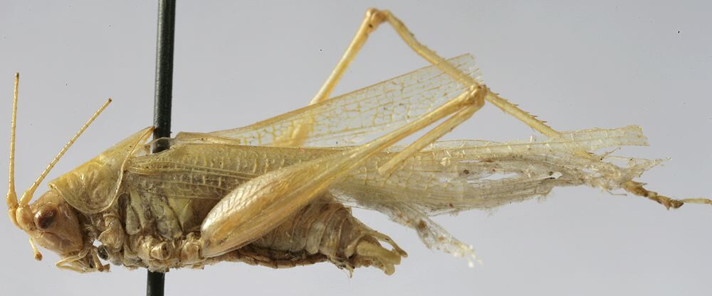 CollectionObject 1539688; 7a926148-577a-49d3-b23c-bf57e5c68d1d: male habitus, lateral view (holotype). (CollectionObject).