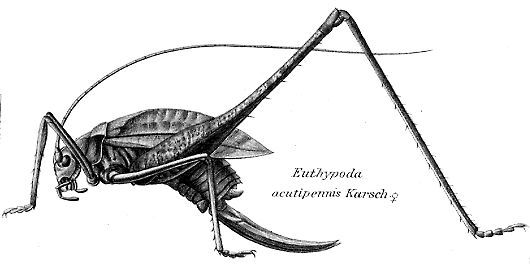 Macroscirtus acutipennis (Karsch, 1886): female habitus. (Otu).