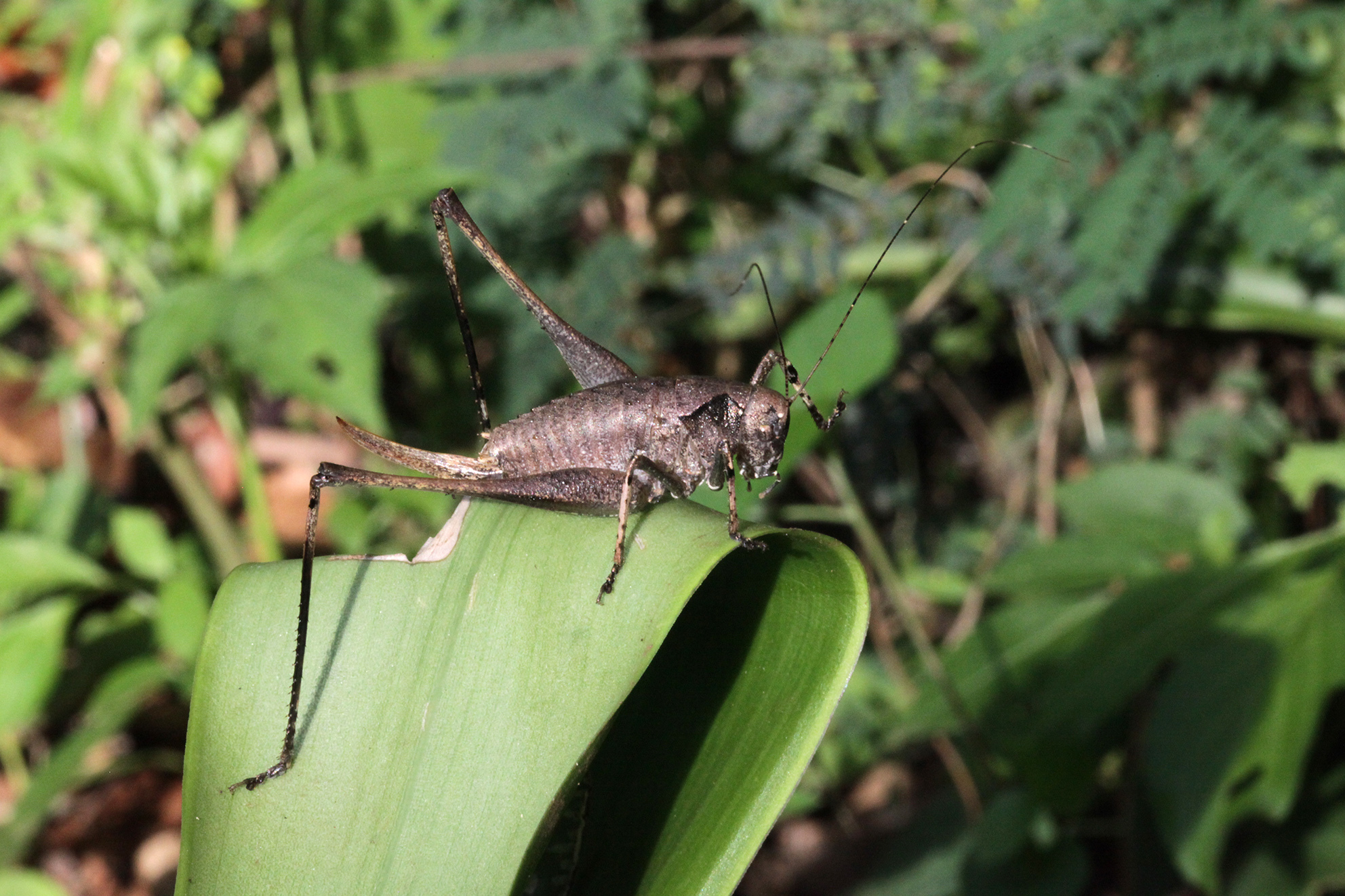 Gymnoscirtus unguiculatus (Karsch, 1888): female (Lutindi, Tanzania). (Otu).