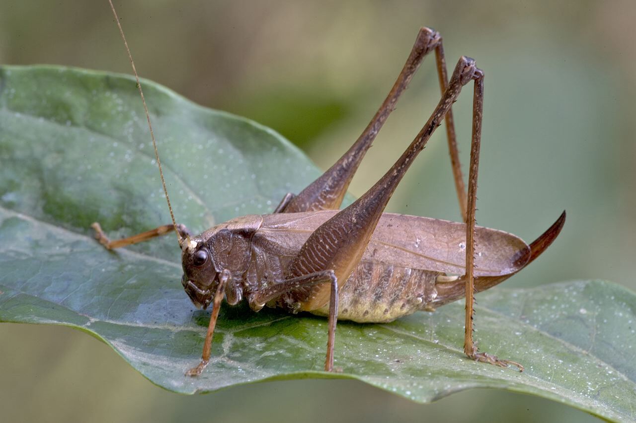 Afromecopoda austera (Karsch, 1893): female, lateral view. (Otu).