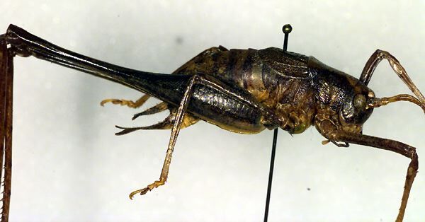 CollectionObject 1500378; 0d3d9253-cc6f-4062-afcd-9fc220ee55ec: male, lateral view (synype). (CollectionObject).