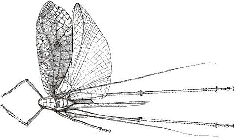 Aulocrania quadrituberculata (Fritze, 1908): male (from 1908 Carl, J., Mitt. Schweiz. entom. Ges. 11). (Otu).