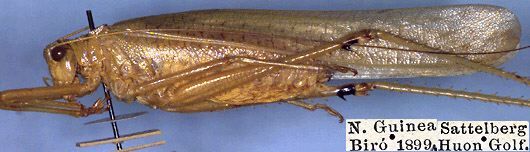 Biroa atrospinosa Bolívar, 1903: male, lateral view (syntype). (Otu).