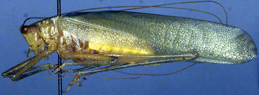 Biroa zimmermanni Willemse, 1951: male, lateral view (Micronesia, Caroline Isl.). (Otu).