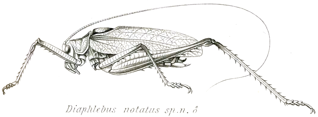 Neodiaphlebus notatus (Brunner von Wattenwyl, 1898): Pl. XIX, Fig. 45. male (body length 36 mm, pronotum 7 mm, tegmina 34 mm). (Otu).
