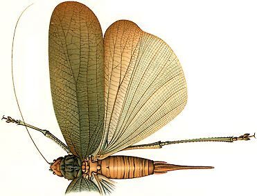 Pseudophyllanax imperialis (Montrouzier, 1862): female (from Caudell 1916, Genera Insectorum 171). (Otu).
