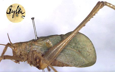 CollectionObject 1517008; 8c5e2803-eeb1-45c7-86fc-02f5e623cc92: male, lateral view (holotype). (CollectionObject).