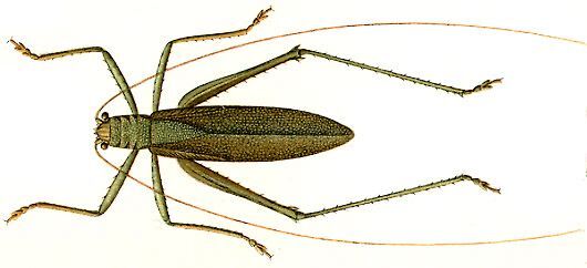 Zacatula scabra Walker, 1870: male, dorsal view. (Otu).