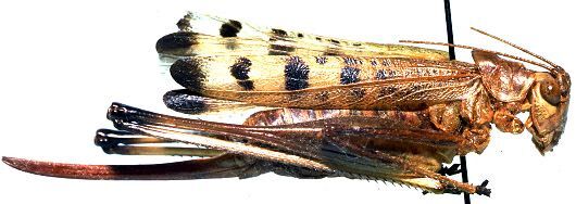 Aprosphylus olszanowskii Naskrecki, 1994: female, lateral view (allotype). (Otu).