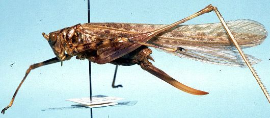 Pseudosaga angolensis Naskrecki, 1994: female, lateral view (allotype). (Otu).