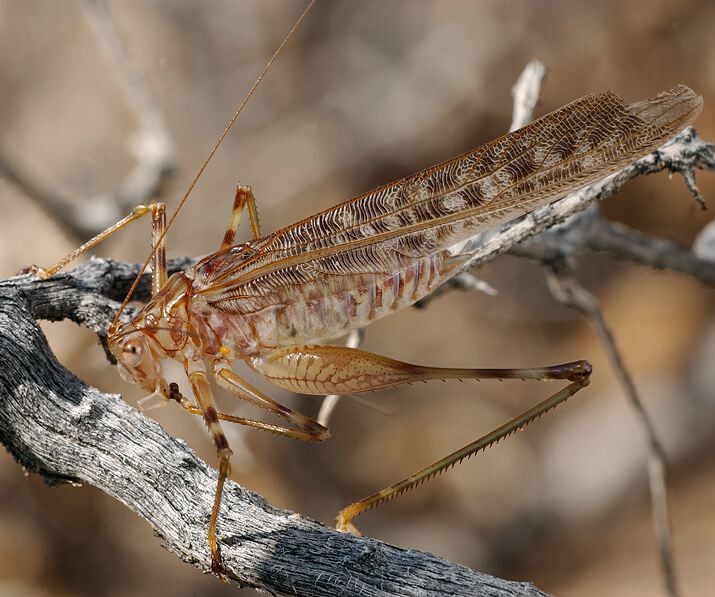 Pseudosaga maculata (Karny, 1910): male (Namibia, Brandberg). (Otu).