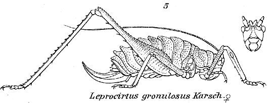 Leproscirtus granulosus (Karsch, 1886): female habitus. (Otu).