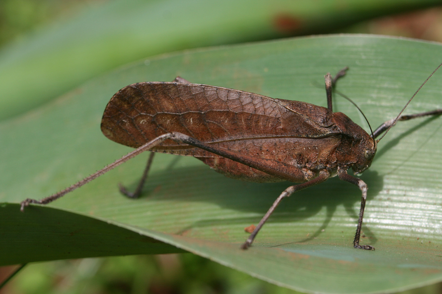 Anoedopoda lamellata (Linnaeus, 1758): 10 September 2010. male (Msaranga, valley, riverine forest, S Kilimanjaro, 1300 m). (Otu).
