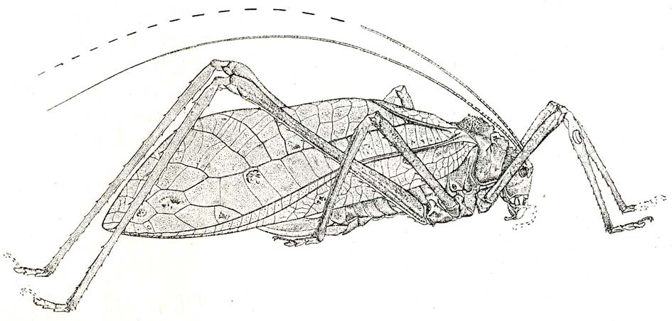 Arachnacris corporalis (Karny, 1924): Fig. 65. female (tegmina 100-101 mm, ovipositor 29-31 mm). (Otu).