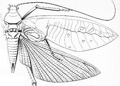 Arachnacris tenuipes Giebel, 1861: male (Macrolyristes imperator). (Otu).