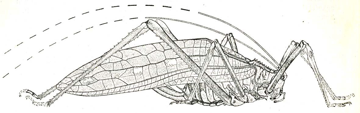 Arachnacris regalis (Karny, 1924): Fig. 64. female (tegmina 119 mm, ovipositor 33.5 mm). (Otu).