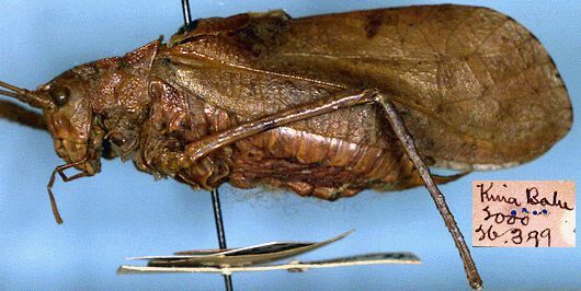 Characta kinabaluensis Karny, 1926: male, lateral view (holotype). (Otu).