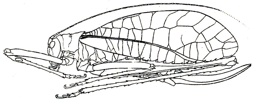 Characta labuanae Hebard, 1922: Pl. XVI, Fig. 5 (after type). female habitus (length of tegmen 45 mm, hind femur 40 mm, ovipoitor 24 mm). (Otu).
