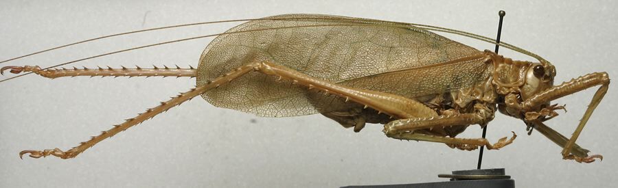 CollectionObject 1535138; 04d519d3-2a91-45ea-91cf-6c5483f46e17: female, lateral view (lectotype of Phrictidea phrictaeformis). (CollectionObject).