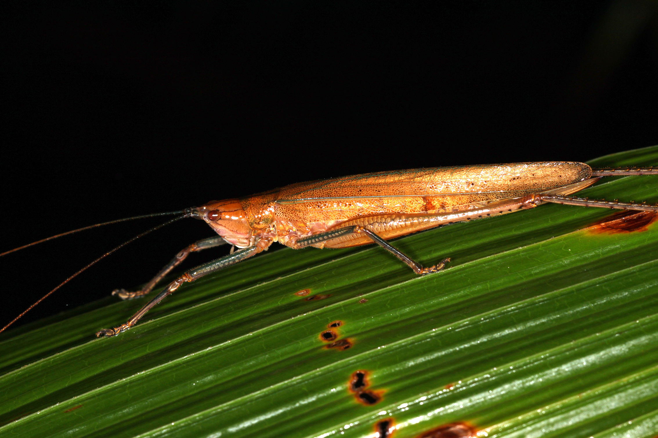 Segestidea punctipennis Bolívar, 1903: female (Siargao Island, Philippines, 7 April 2018). (Otu).