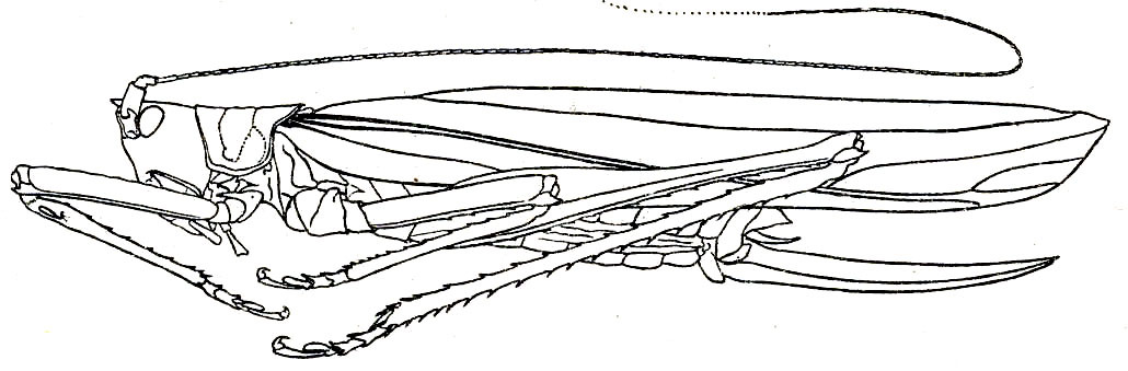 Segestidea soror Hebard, 1922: Pl. XVI, Fig. 3 (after type). female habitus (tegmen length 62.7 mm, hind femur 38 mm, ovipositor 27.2 mm). (Otu).