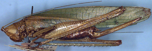 Segestidea uniformis (Willemse, 1940): female (paratype of Eumossula insulana). (Otu).
