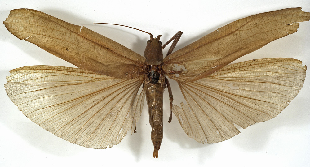 CollectionObject 1529738; c0aec8bb-e67a-4613-be72-98b0157f5cfc: male, dorsal view (holotype). (CollectionObject).