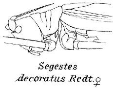 Segestes decoratus Redtenbacher, 1892: female. (Otu).