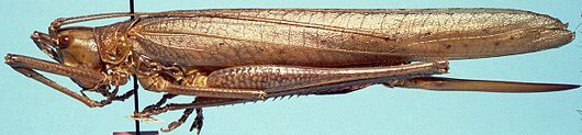 Segestes frater Hebard, 1922: female, lateral view (allotype). (Otu).
