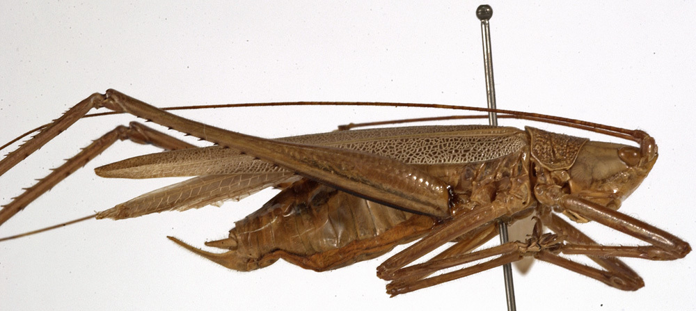 CollectionObject 1529739; cf916515-58e9-49bb-b96e-990c87135fb0: male, lateral view (lectotype). (CollectionObject).