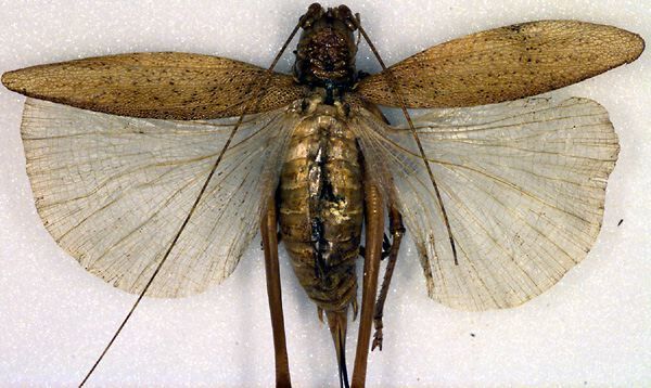 CollectionObject 1500473; 0246a5ed-7b0a-4ec9-b878-a0a6ea3740c1, DORSA BTdiabreHTF: female, dorsal view (holotype). (CollectionObject).