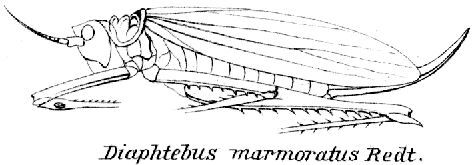 Diaphlebus marmoratus Redtenbacher, 1892: female (from Caudell 1916, Genera Insectorum 171). (Otu).