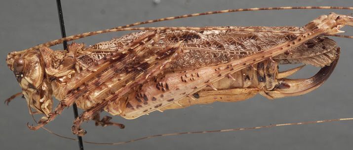 CollectionObject 1506634; 72ca18a1-d2a4-4a14-b01b-73991131cedf: female, lateral view (syntype). (CollectionObject).