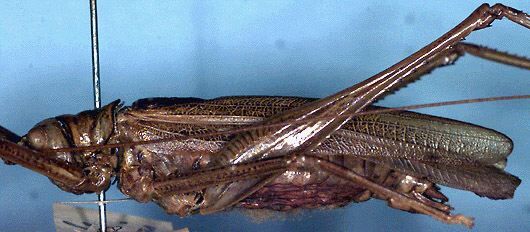 Mossula vitticollis Walker, 1869: male, lateral view (syntype). (Otu).