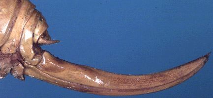 Ocica lutescens Walker, 1869: female ovipositor (syntype). (Otu).