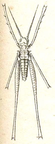 Rhammatopoda opilionoides Redtenbacher, 1892: Pl. III, Fig. 6 a. male habitus (body length 13 mm). (Otu).