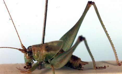 Microtettigonia tachys Rentz, 1979: male. (Otu).