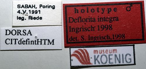 CollectionObject 1503503; 3d983e5e-5dd8-4a81-97e1-f2edc5a589ae: labels (holotype). (CollectionObject).