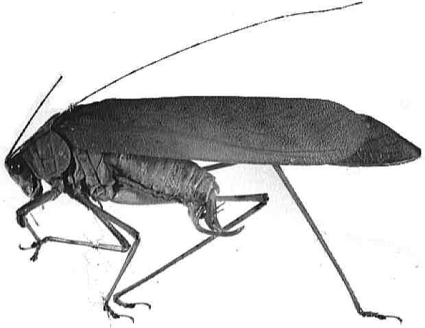 Mirollia (Mirollia) quadripunctata Ingrisch, 1990: literature. (Otu).